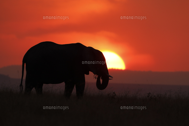 夕日に映えるアフリカゾウのシルエット の写真素材 イラスト素材 アマナイメージズ