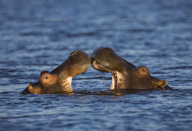 じゃれる２頭のカバ の写真素材 イラスト素材 アマナイメージズ