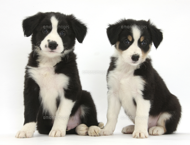 ボーダーコリーの子犬 生後6週間[11110000515]の写真・イラスト素材