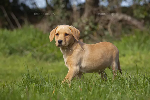 イエロー・ラブラドール・レトリバーの子犬[11110001119]の写真