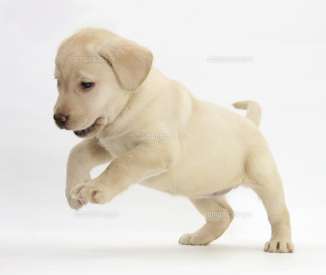 イエロー・ラブラドール・レトリバーの子犬[11110001119]の写真