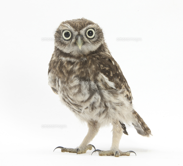 コキンメフクロウ の写真素材 イラスト素材 アマナイメージズ