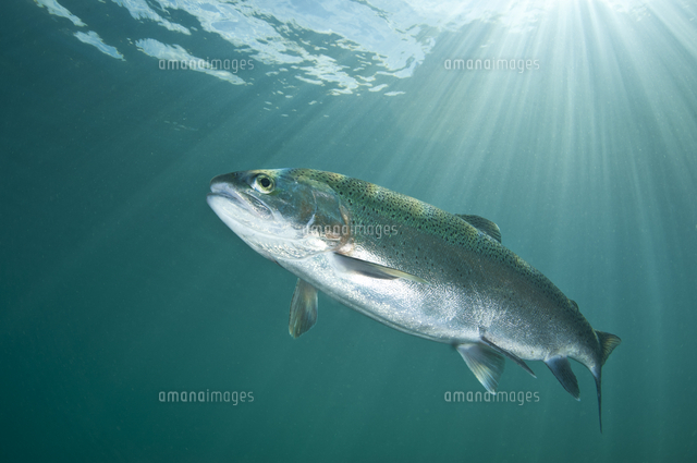 ニジマス の写真素材 イラスト素材 アマナイメージズ