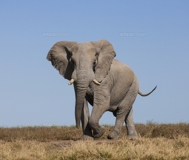 アフリカゾウ の写真素材 イラスト素材 アマナイメージズ