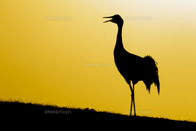 クロヅル の写真素材 イラスト素材 アマナイメージズ