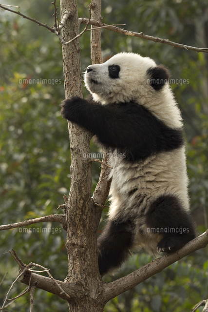 ジャイアントパンダ の写真素材 イラスト素材 アマナイメージズ