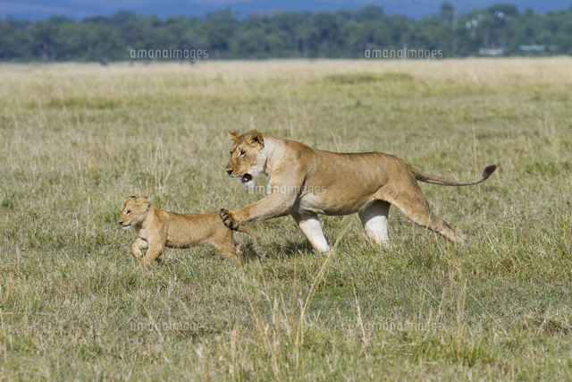 ライオン の写真素材 イラスト素材 アマナイメージズ