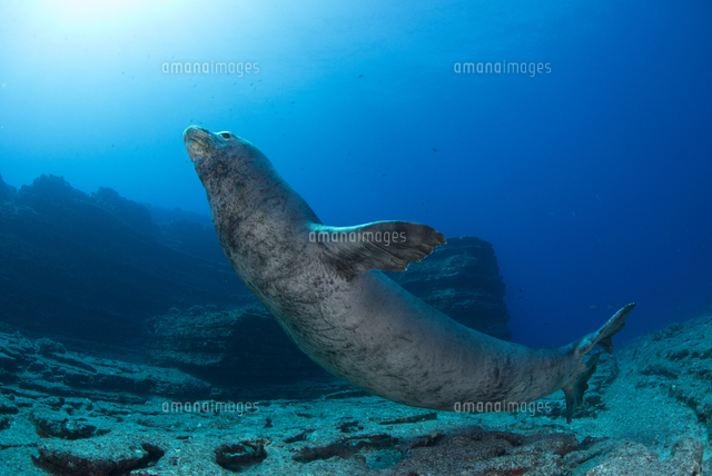 ハワイモンクアザラシ の写真素材 イラスト素材 アマナイメージズ