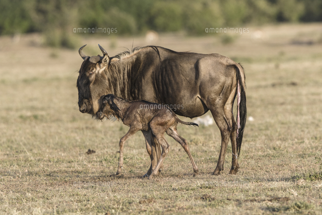 オグロヌー の写真素材 イラスト素材 アマナイメージズ