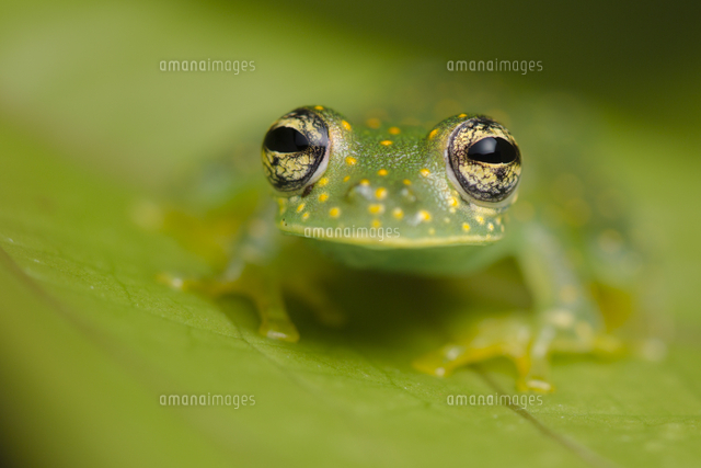 アマガエルモドキのなかま の写真素材 イラスト素材 アマナイメージズ