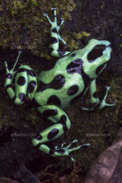 マダラヤドクガエル[11110001612]の写真・イラスト素材｜アマナイメージズ