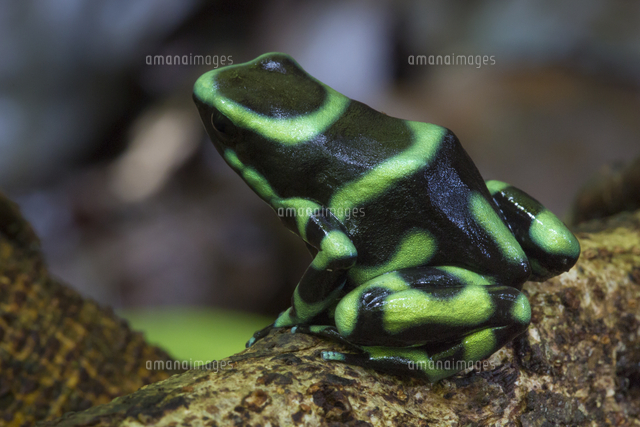 WILDLIFE PROTECTIONシリーズ マダラヤドクガエルカラー マダラ ヤドクガエル Dendrobates auratus 
