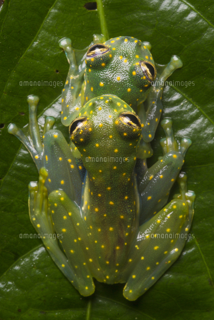 アマガエルモドキのなかま の写真素材 イラスト素材 アマナイメージズ
