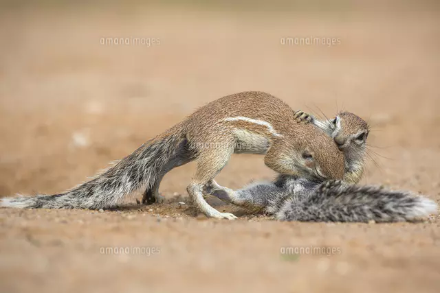 ケープアラゲジリス[11110001716]の写真・イラスト素材｜アマナイメージズ
