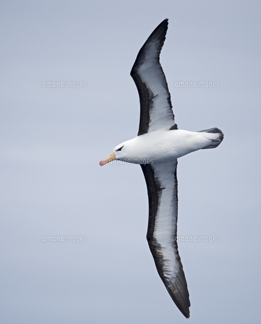 マユグロアホウドリ の写真素材 イラスト素材 アマナイメージズ