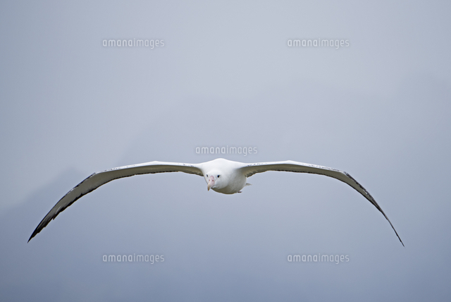 ワタリアホウドリ の写真素材 イラスト素材 アマナイメージズ