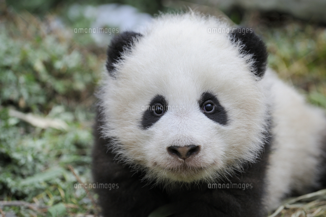 ジャイアントパンダ の写真素材 イラスト素材 アマナイメージズ
