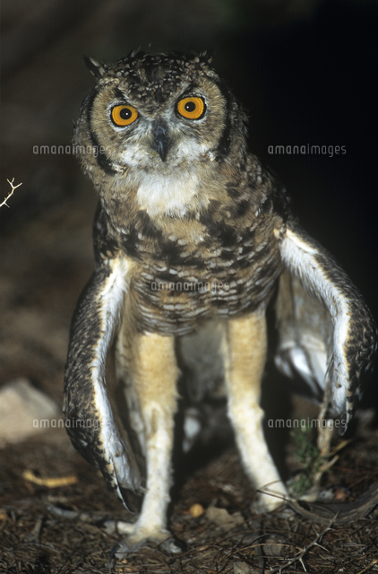 アフリカワシミミズク[11110001963]の写真・イラスト素材｜アマナ