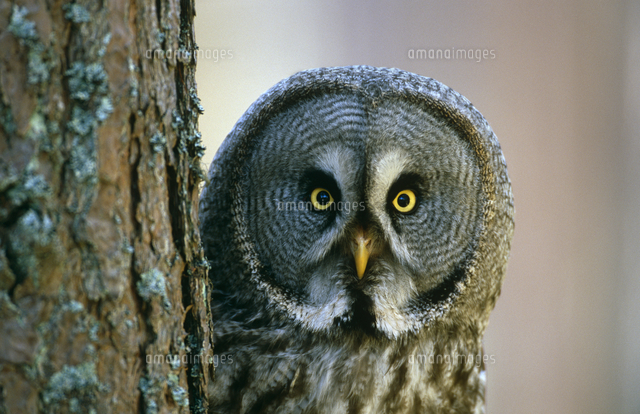 カラフトフクロウ[11110002064]の写真・イラスト素材｜アマナイメージズ