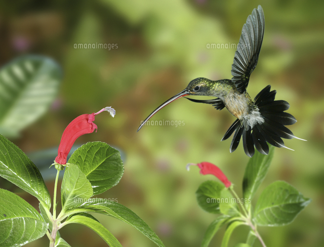 ミドリユミハチドリ の写真素材 イラスト素材 アマナイメージズ