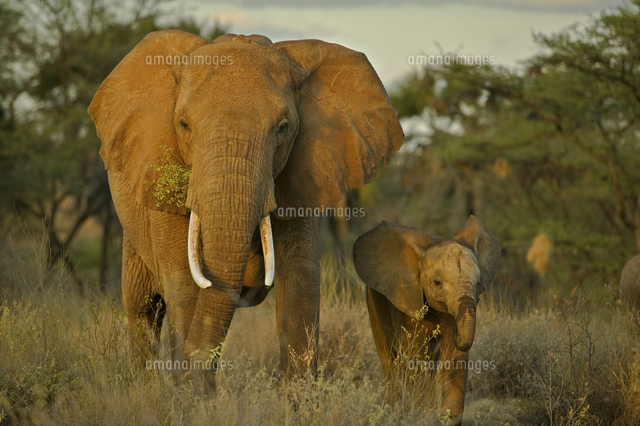 アフリカゾウ の写真素材 イラスト素材 アマナイメージズ