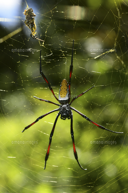 ジョロウグモ属の一種 の写真素材 イラスト素材 アマナイメージズ