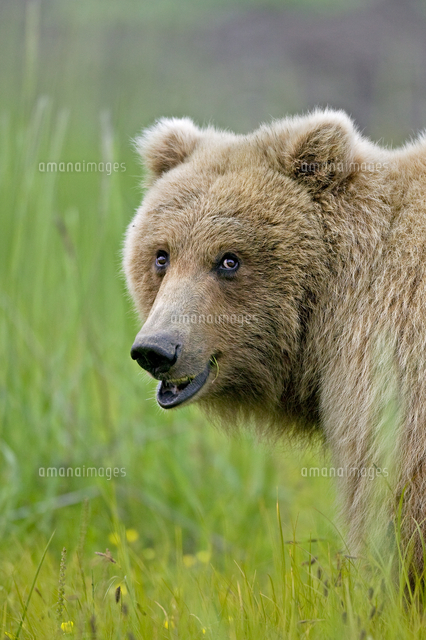 アメリカヒグマ の写真素材 イラスト素材 アマナイメージズ
