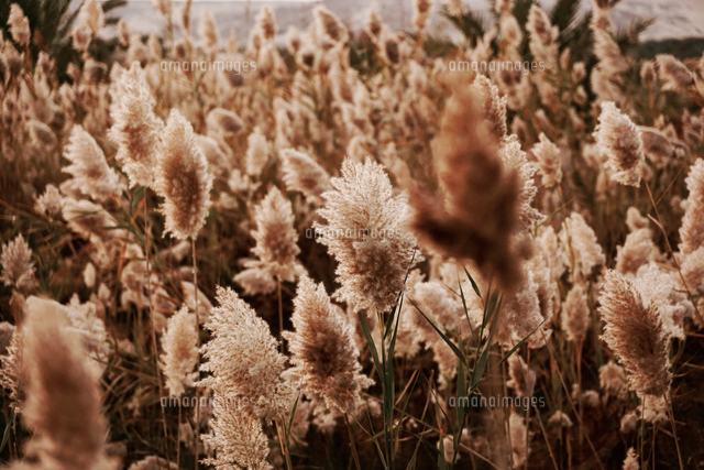 Close Up Of Plants の写真素材 イラスト素材 アマナイメージズ