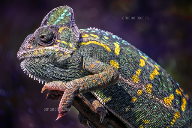 Close Up Of A Chameleon On Branch の写真素材 イラスト素材 アマナイメージズ
