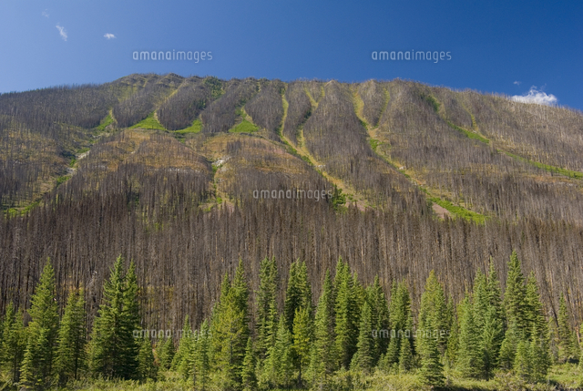 Forest Fire damage and Recovery, Kootenay National Park, british ...