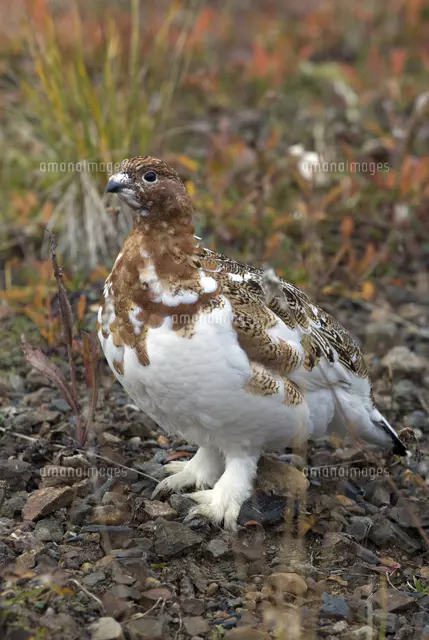 Willow Ptarmigan (Lagopus lagopus) in late summer vegetation