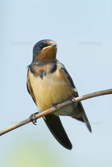 Barn Swallow (Riparia riparia) juvenile[11118016052]の写真素材・イラスト素材｜アマナイメージズ
