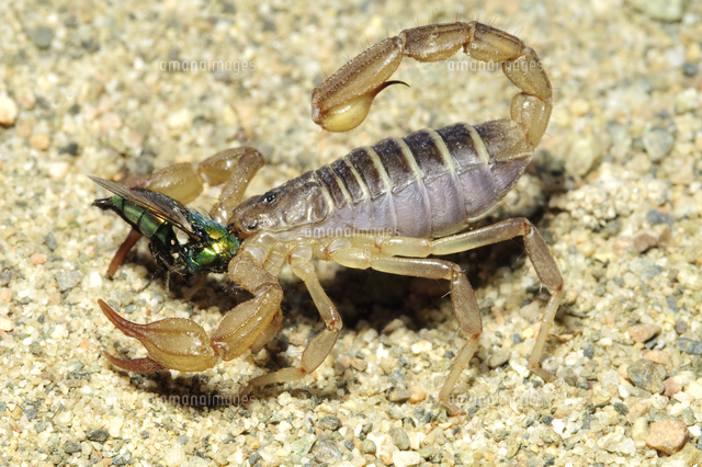【B品】オレンジクロウスコーピオン　サソリ　標本　昆虫　昆虫標本　奇蟲 B品】オレンジクロウスコーピオン サソリ 標本 昆虫 昆虫標本 奇蟲
