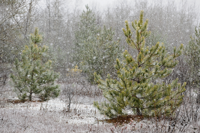 Pine tree in a snowstorm, in an old meadow, Greater Sudbury, Ontario ...