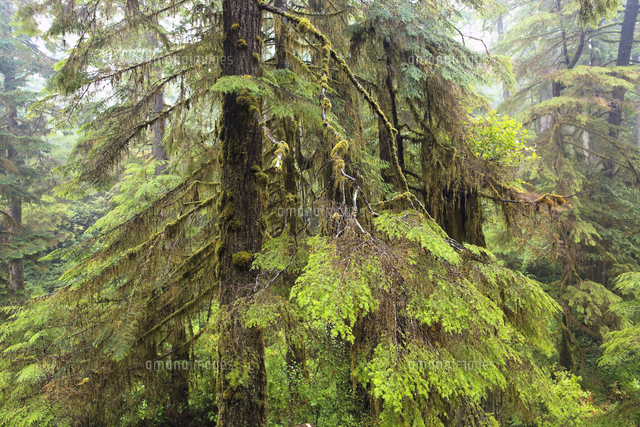 Old-growth rainforest, Western Red Cedar trees (Thuja plicata), Pacific ...