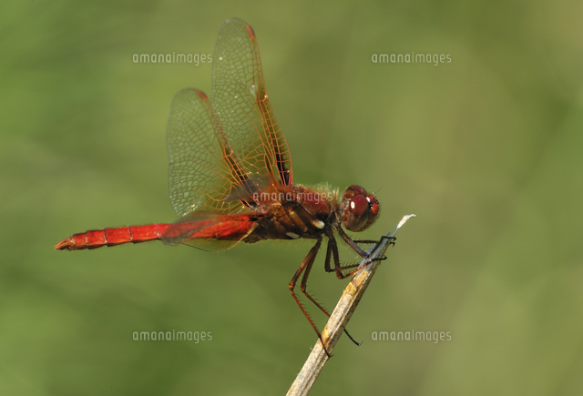 Cardinal Meadowhawk (Sympetrum illotum) at Viaduct Flats, Saanich BC ...