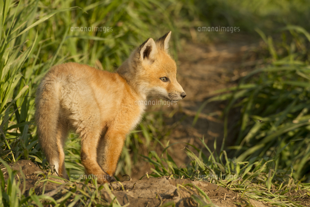 Red fox, Vulpes vulpes, Saskatchewan, Canada[11118034457]の写真素材・イラスト素材 ...
