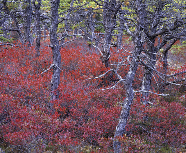 Huckleberries in autumn with pine trees at Acadia National Park. Maine