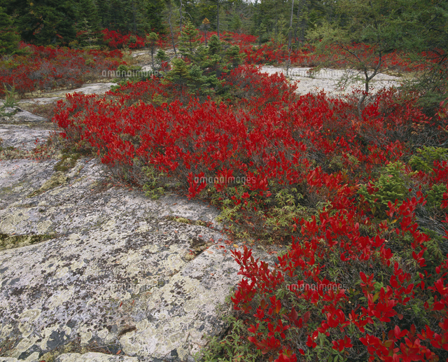 Wonderland. Acadia, Huckleberries in Autumn, Maine, Atlantic Coast