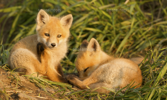Red fox, Vulpes vulpes, Saskatchewan, Canada[11118042718]の写真素材・イラスト素材 ...