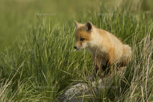 Red fox, Vulpes vulpes, Saskatchewan, Canada[11118042720]の写真素材・イラスト素材 ...