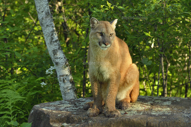 Mountain lion (Puma concolor) Captive raised, Minnesota wildlife