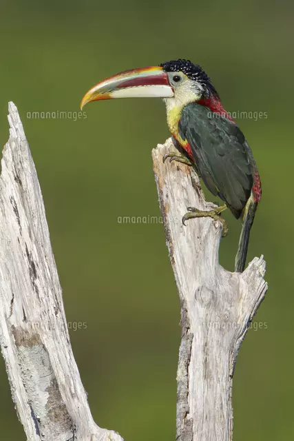 ニジチュウハシ」の写真・イラスト素材｜アマナイメージズ