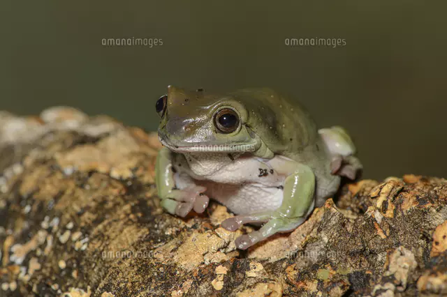 イエアメガエルの写真素材 ストックフォト アマナイメージズ