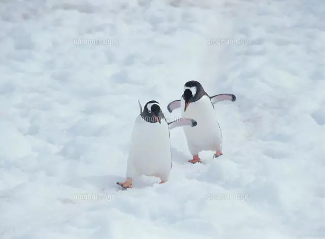 氷の上のペンギン[20007001291]の写真・イラスト素材｜アマナイメージズ
