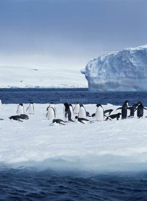 氷山とペンギン の写真素材 イラスト素材 アマナイメージズ 氷山とペンギン の写真素材 イラスト素材 アマナイメージズ