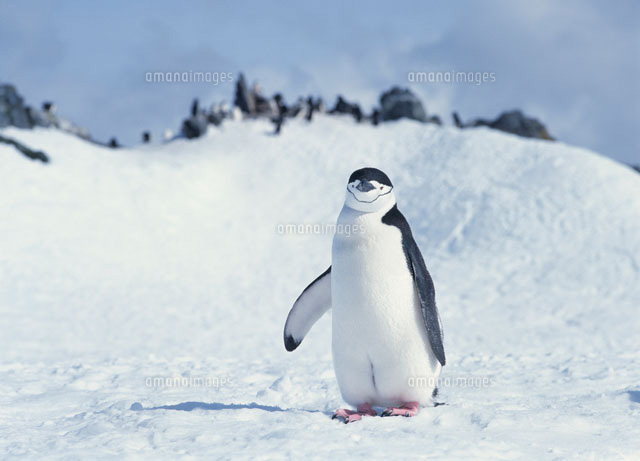 氷ペンギン 氷の上のヒゲペンギン[20007001297]の写真・イラスト素材｜アマナ
