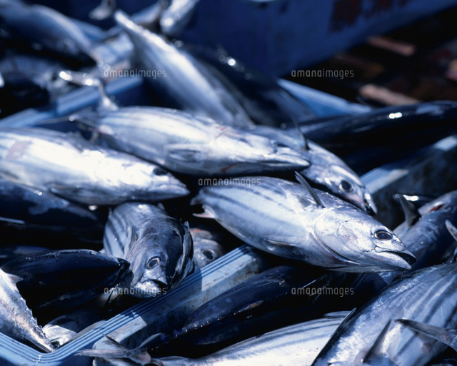 水揚げされたカツオ[20007001396]の写真・イラスト素材｜アマナイメージズ