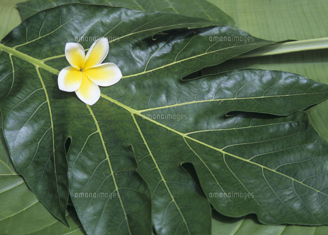 葉の上のプルメリア の写真素材 イラスト素材 アマナイメージズ 葉の上のプルメリア の写真素材 イラスト素材 アマナイメージズ