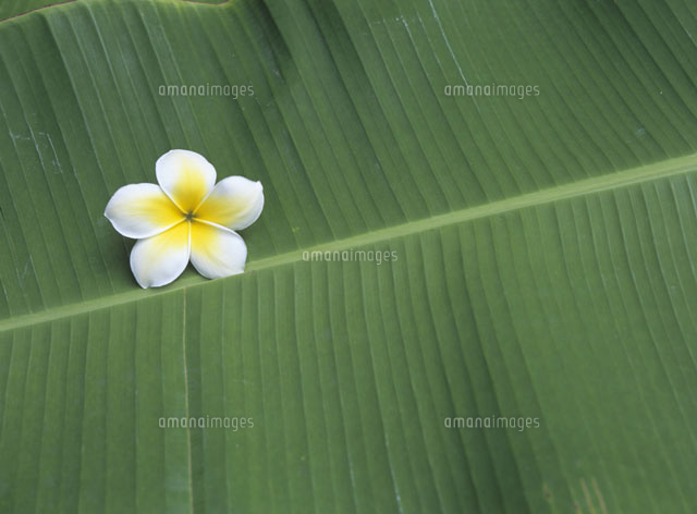 葉の上のプルメリア の写真素材 イラスト素材 アマナイメージズ 葉の上のプルメリア の写真素材 イラスト素材 アマナイメージズ